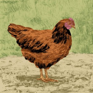 https://illustrations.oliviercharpentier.com:443/files/gimgs/th-30_TBDEF POULE_v2.jpg